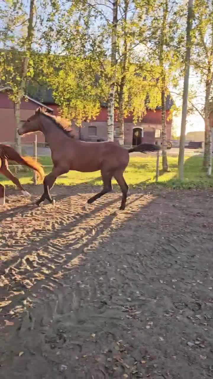 Dressyr hästar till salu: Premieföl - Video 2
