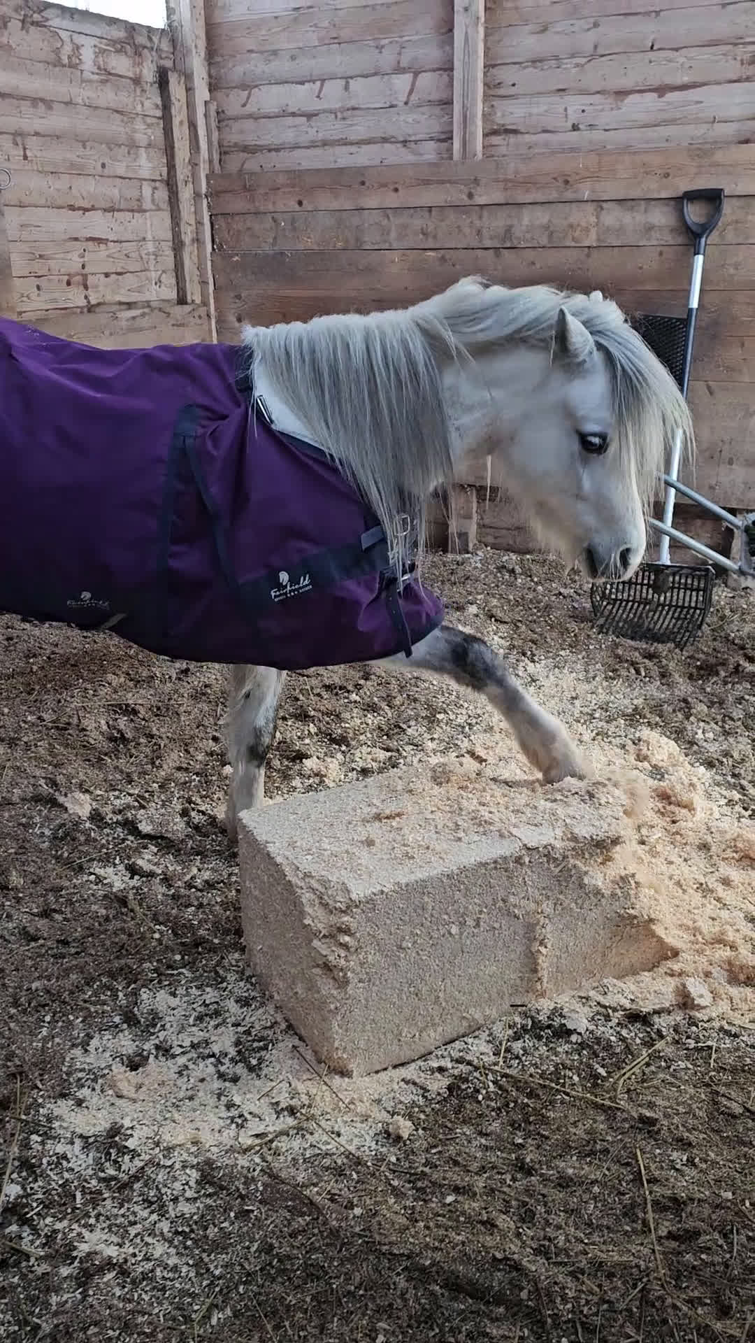 Allround hästar till salu: Vacker blåögd Welsh Mountain i Degerfors - Video 1