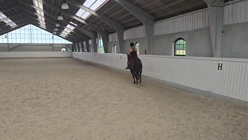 Western hästar till salu: Intressekoll - Quarter - Video 4