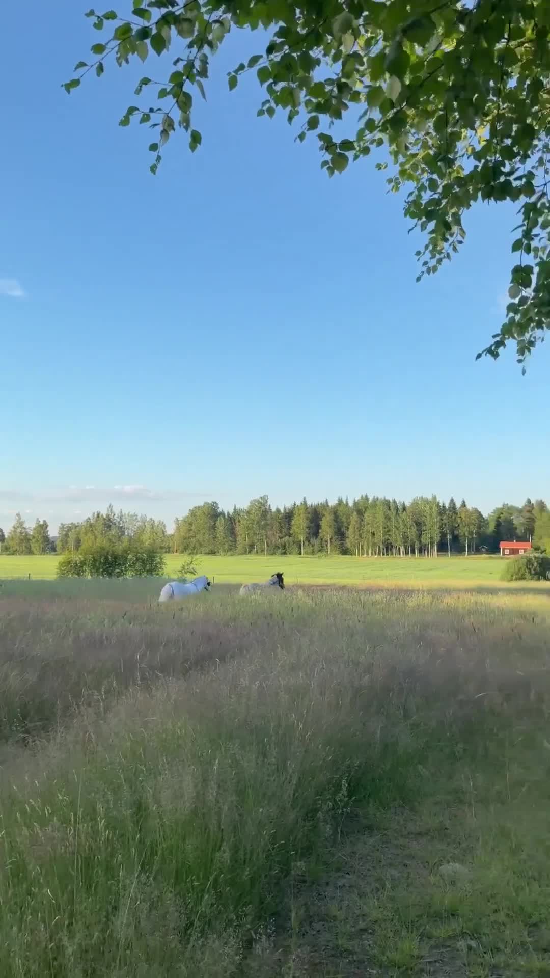 stallplats finnes: 1 Boxplats uthyres i Söderbärke - Video 1