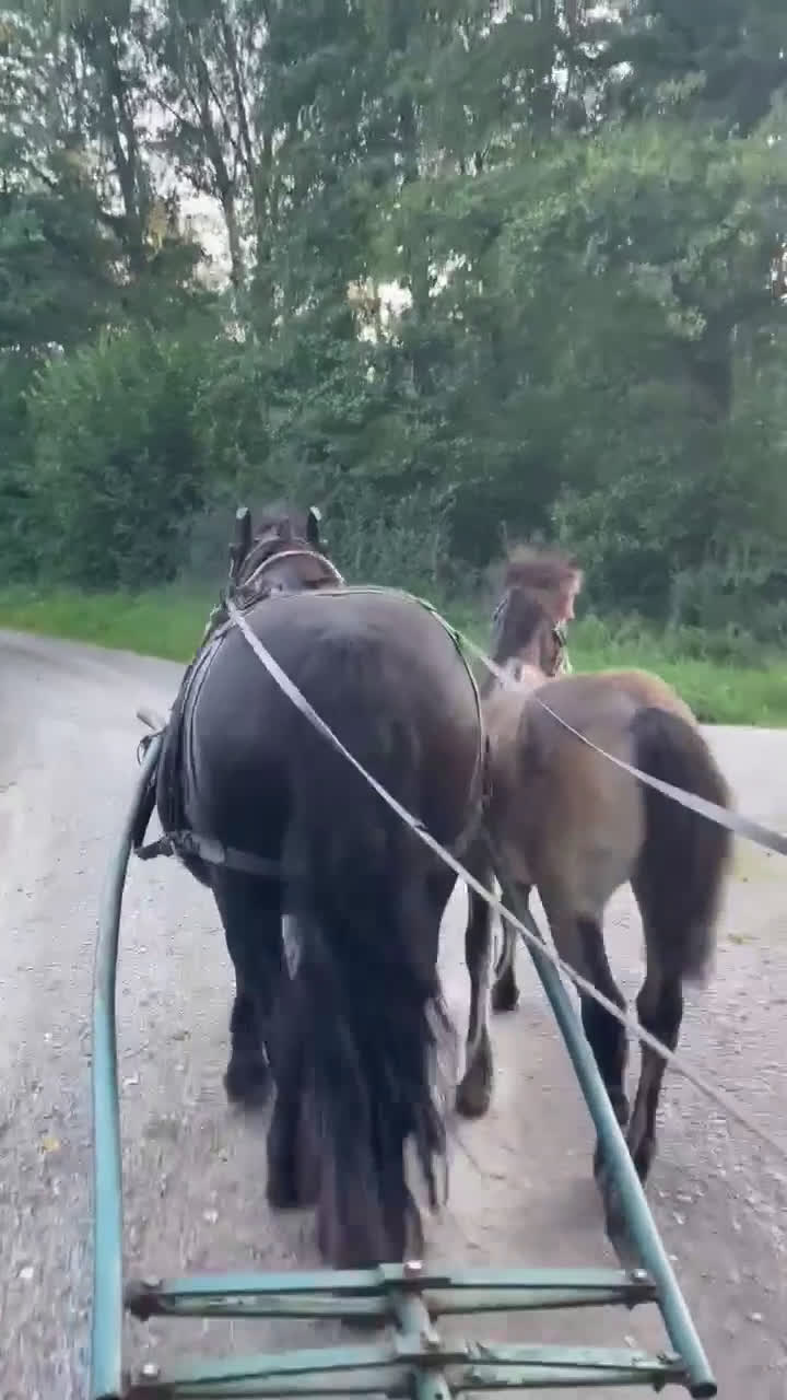 Allround hästar till salu: Lovande Nordsvenskt sto för ridning och sällskap i Broby - Video 1