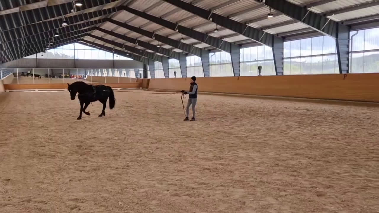 Allround hästar till salu: Morgan valack i Sätila - Video 3