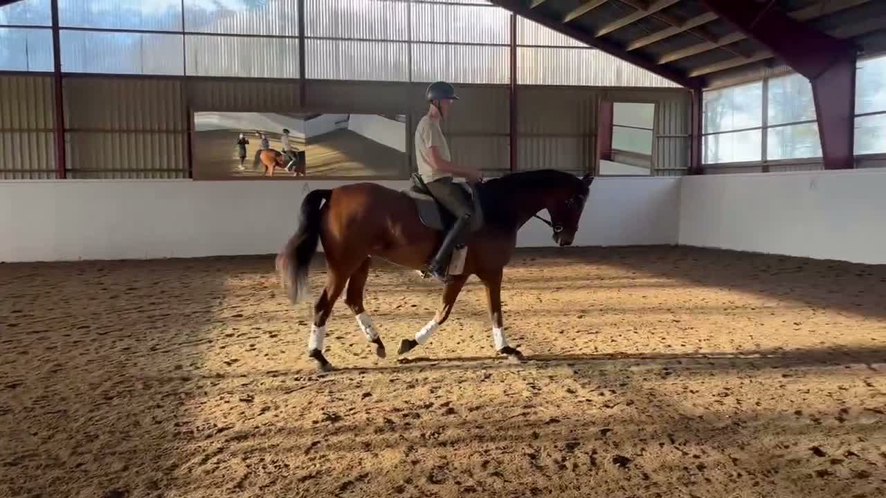 Dressyr hästar till salu: Fin dressyrhäst med mycket kapacitet  - Video 1