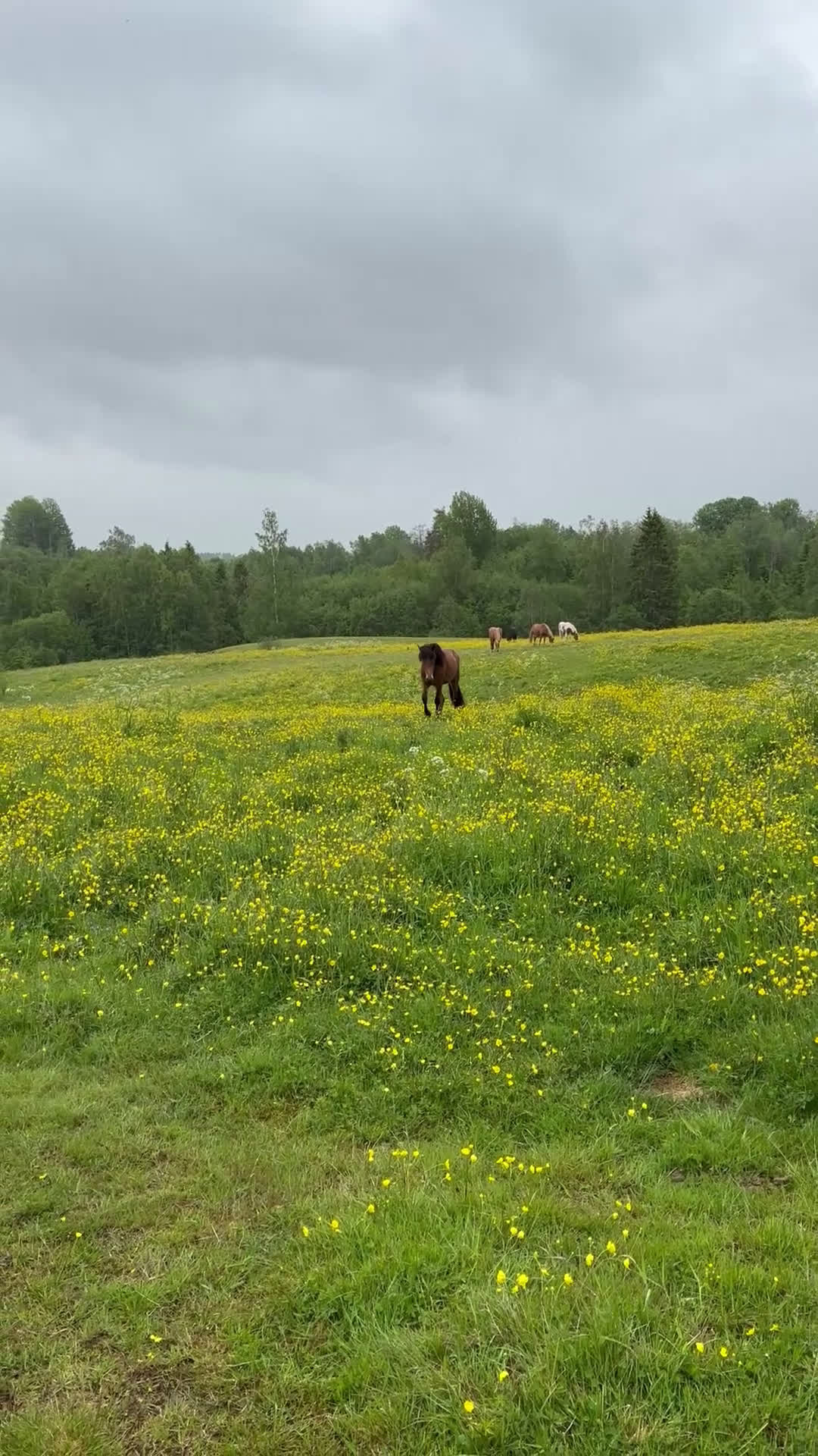 Island hästar till salu: Fint 3-årigt islandssto  - Video 1