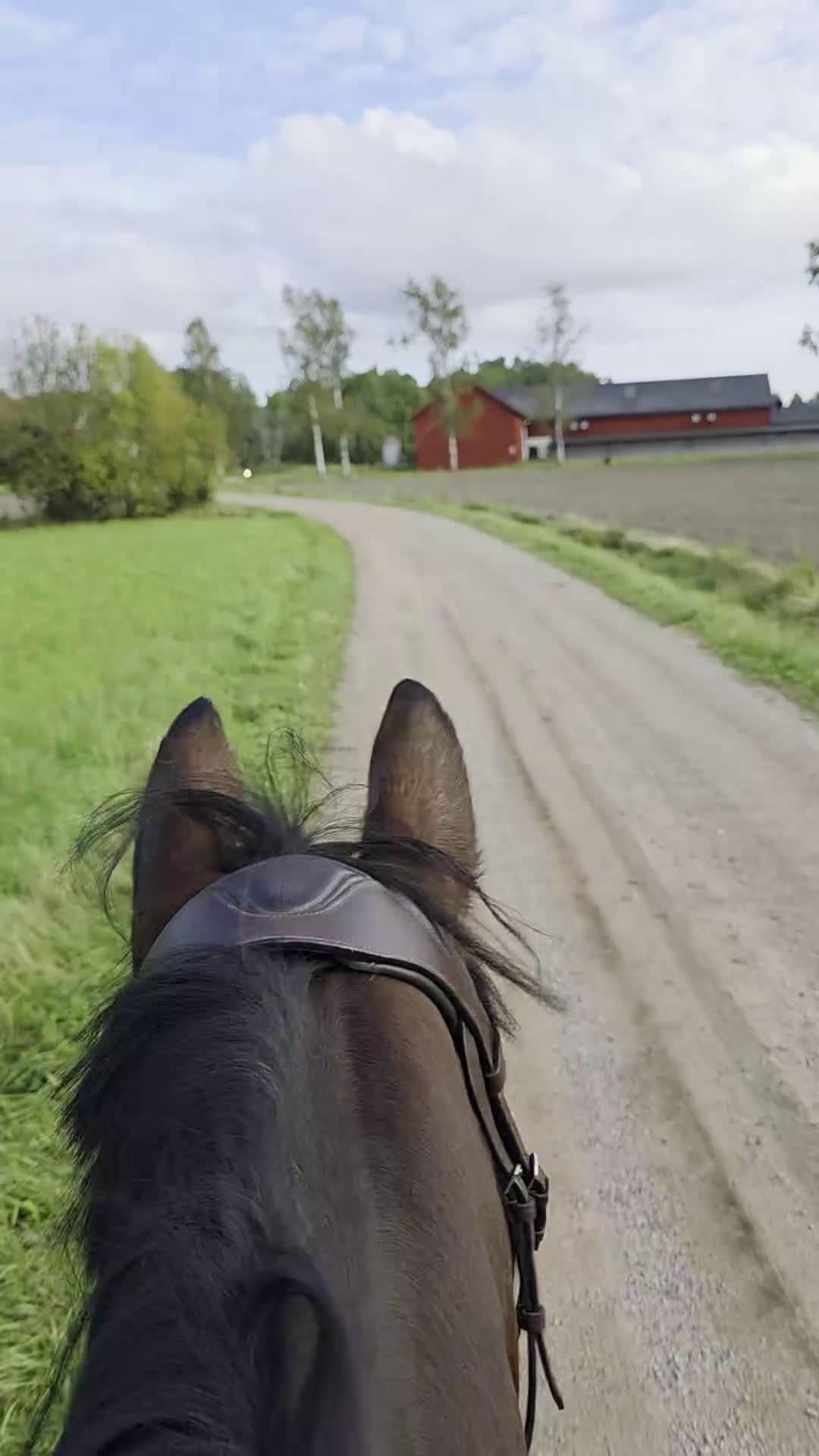 Hoppning hästar till salu: Berry - din nästa stjärna ☆ i Kungsör - Video 4