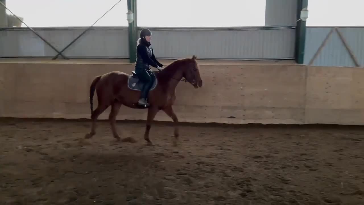 Allround hästar till salu: Trevlig 5 årigt SWB-sto - Video 1