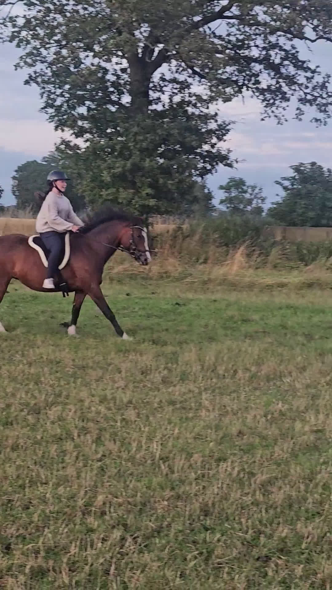 Allround hästar till salu: Avelsto/hobby ponny - Video 3