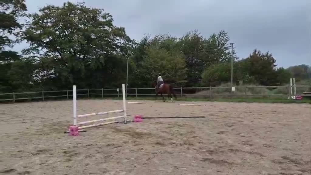 Hoppning hästar till salu: Inhoppad treåring med kapacitet - Video 1