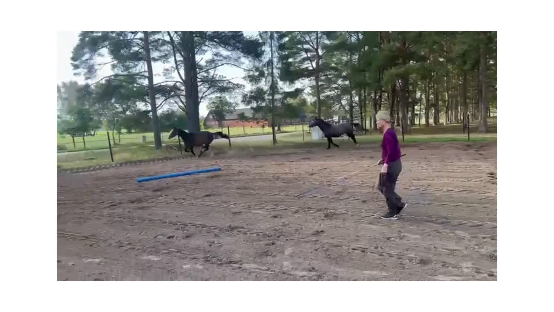 Hoppning hästar till salu: Välstammat sto i Blentarp - Video 2