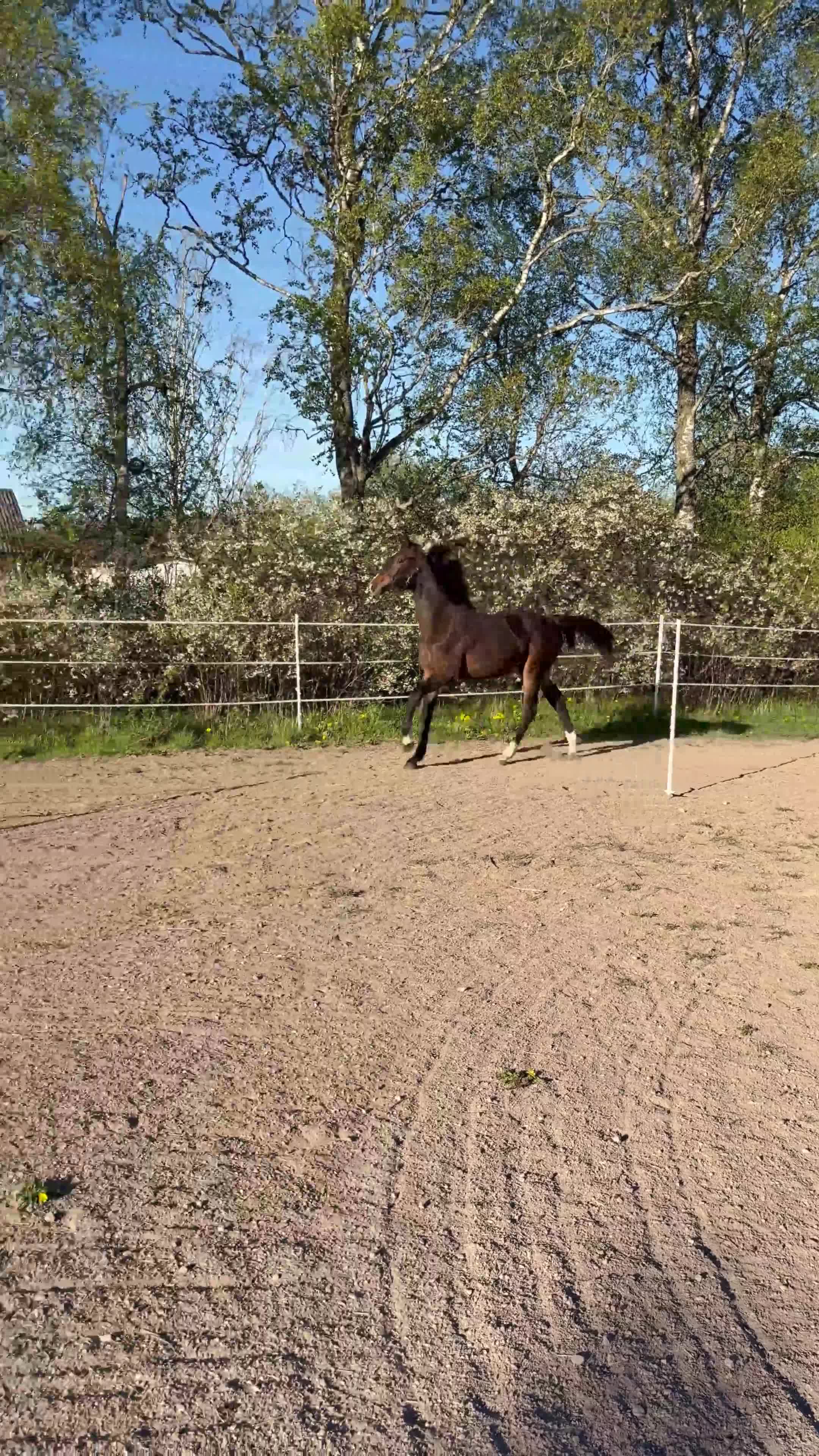 Dressyr hästar till salu: Ädelt sto söker nytt hem i Lidköping - Video 3