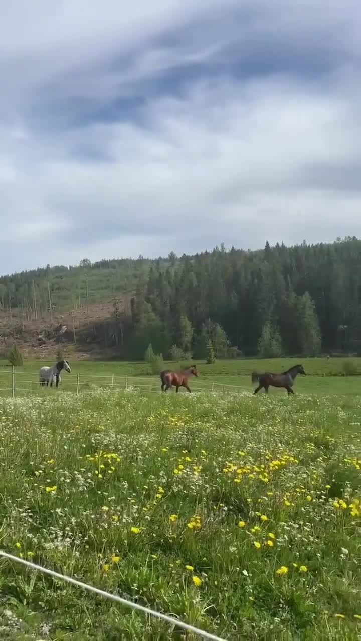 Trav hästar till salu: Finaste tjejen vill bli ridhäst ! - Video 1