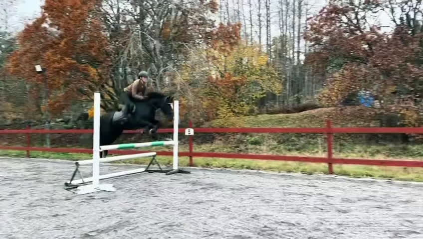 Dressyr hästar till salu: Talangfull maxad C-ponny - Video 2