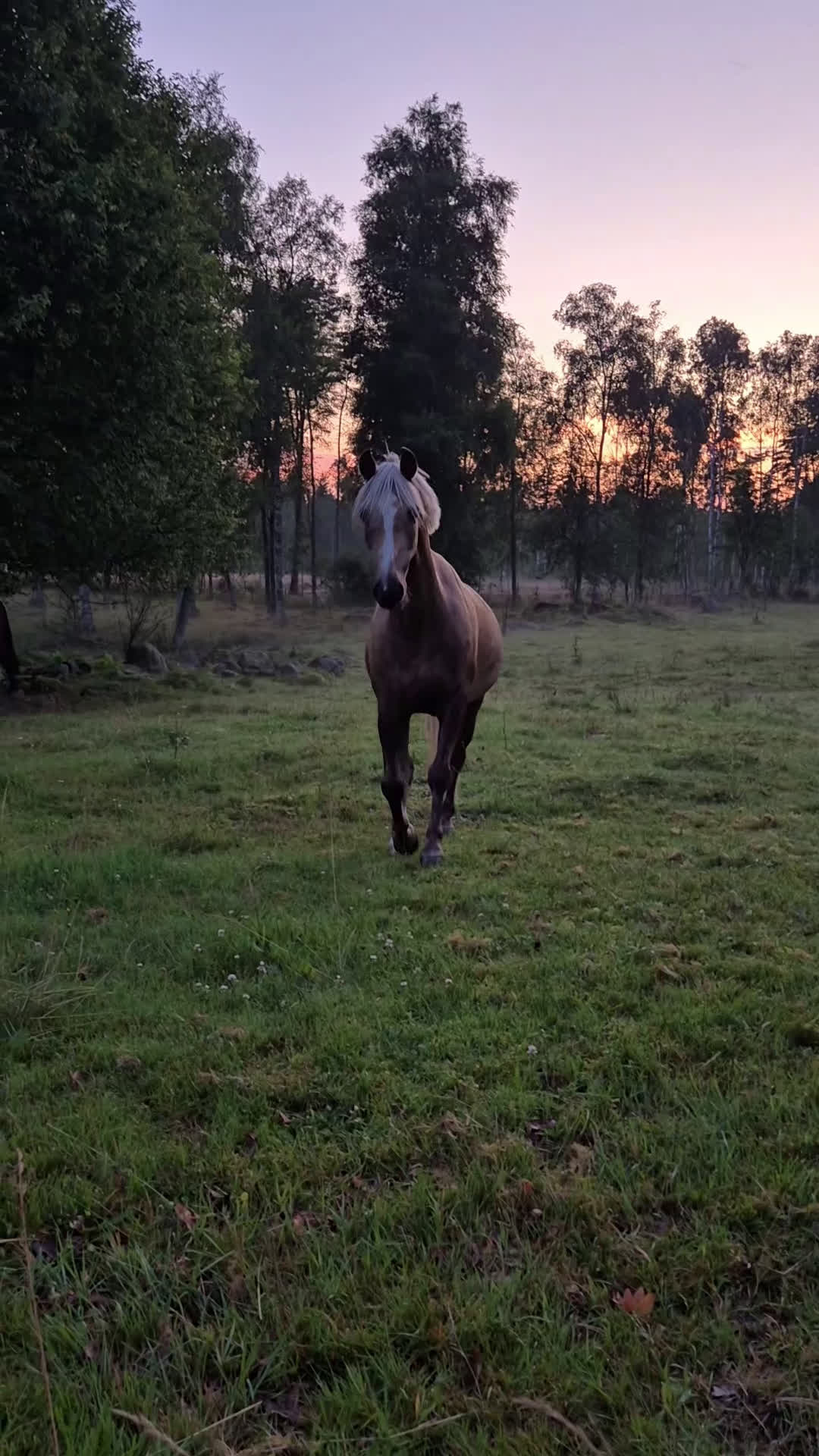 Allround hästar till salu: 🌟 Lyxig B-ponny f-12 🌟 - Video 1