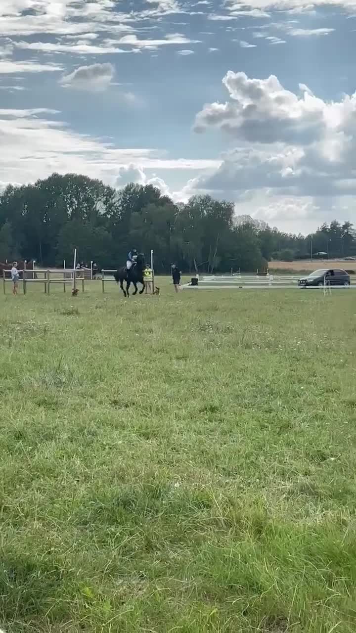 Allround hästar till salu: Häftigt Sto - Video 3