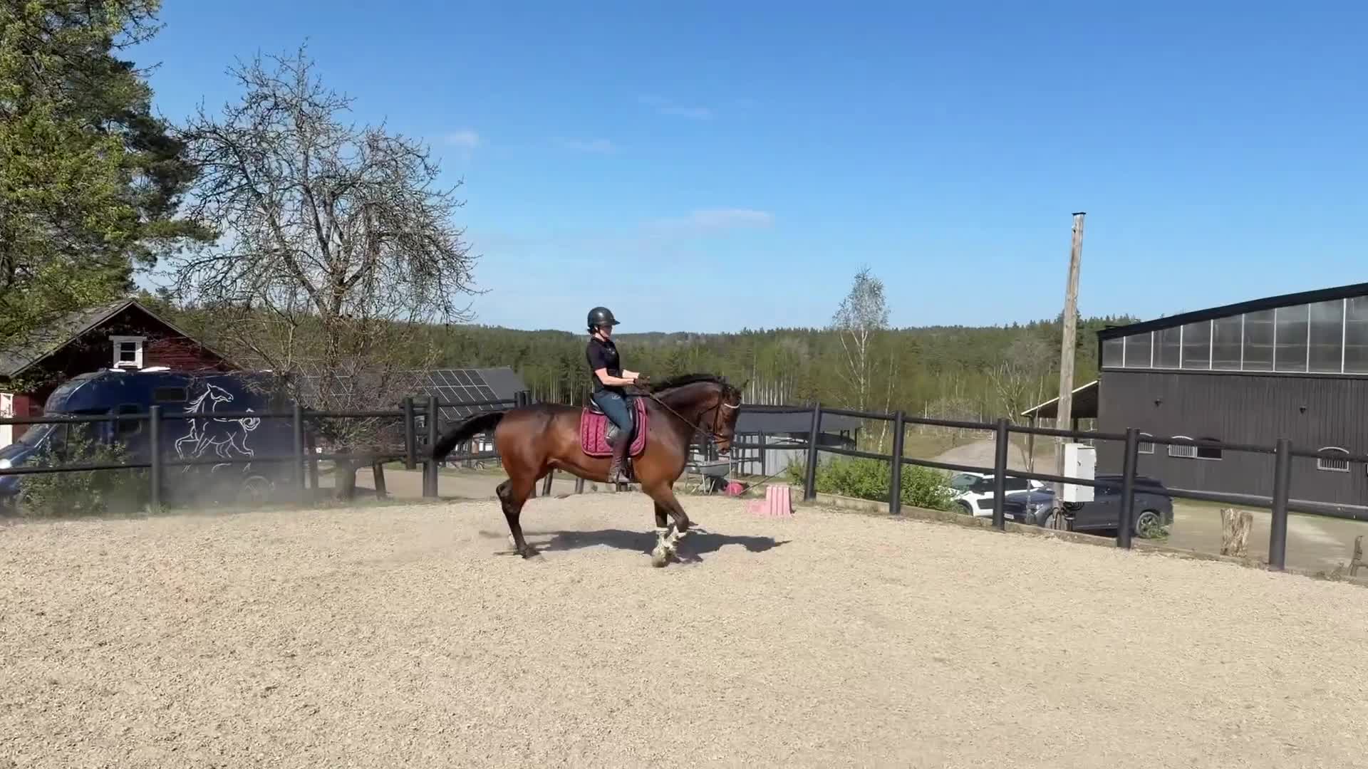 Hoppning hästar till salu: Maffig sporthäst - Video 2