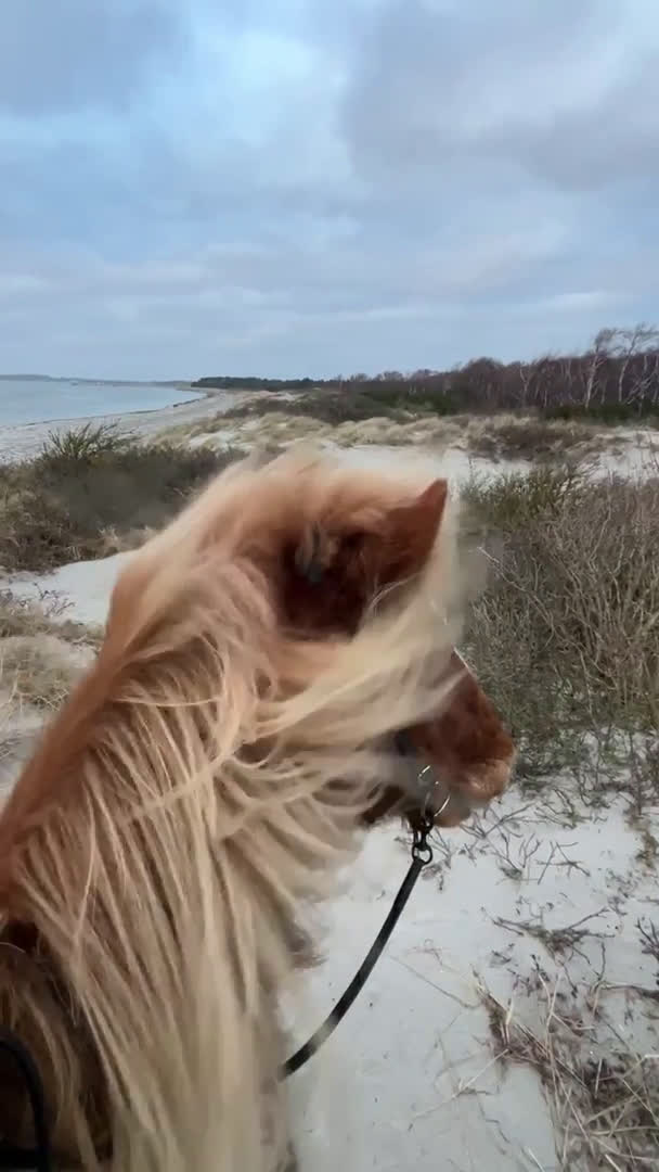  stallplats finnes: Stallplats mellan Lomma och Bjärred  - Video 3