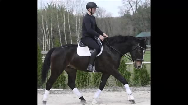 Allround hästar till salu: Stunning Premium Allrounder - Video 1