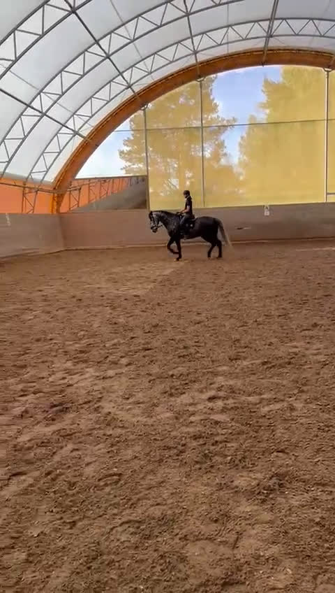 Dressyr hästar till salu: Fantastisk 7-årig PRE-valack till salu ✨  i Bergshamra - Video 1