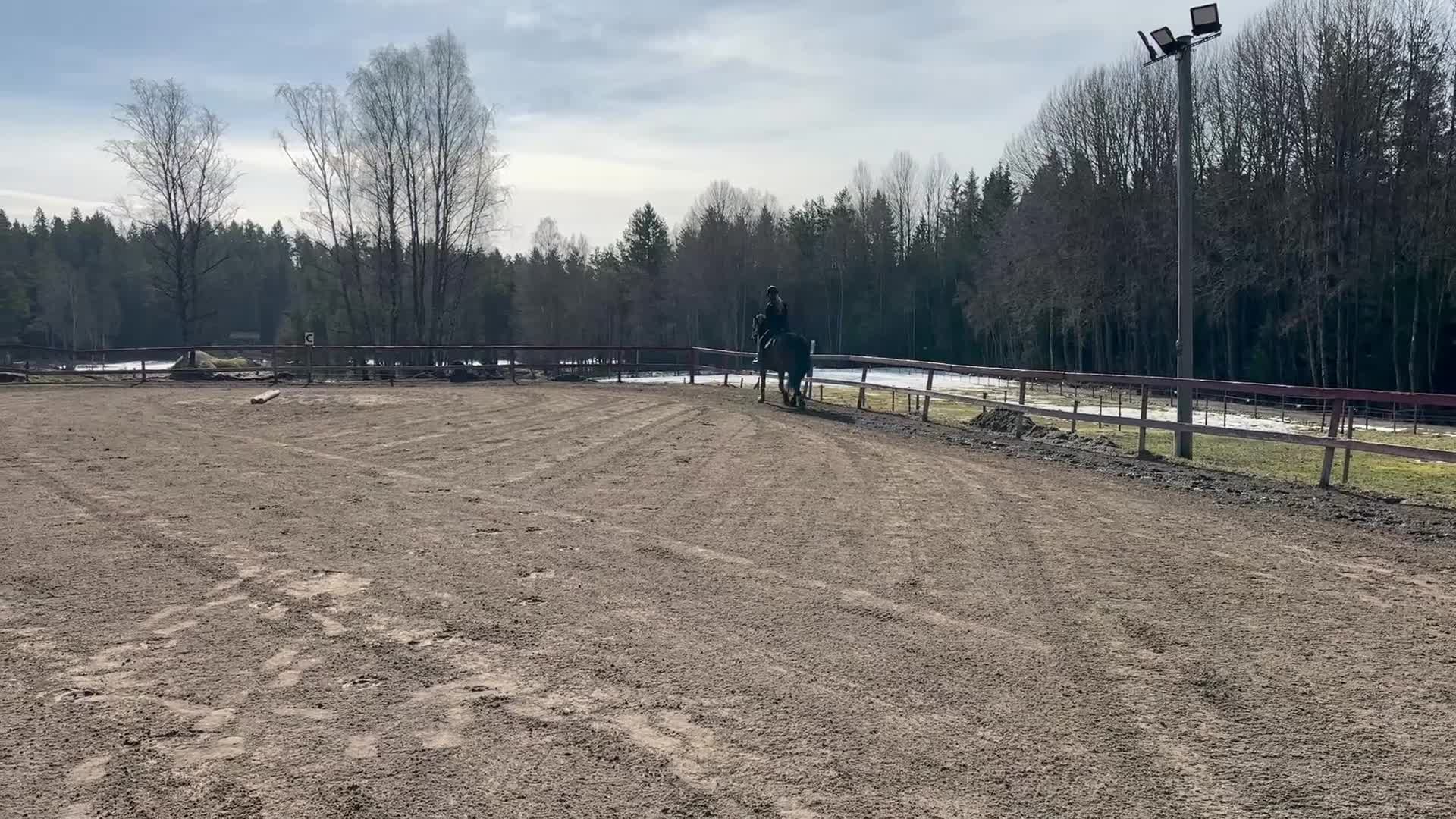 Allround hästar till salu: Börje  - Video 1