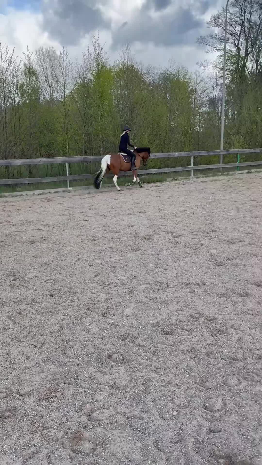Hoppning hästar till salu: Baby shark🌟🌟🏆🌸 - Video 2