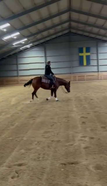 Western hästar till salu: Läromästare  i Häljarp - Video 1