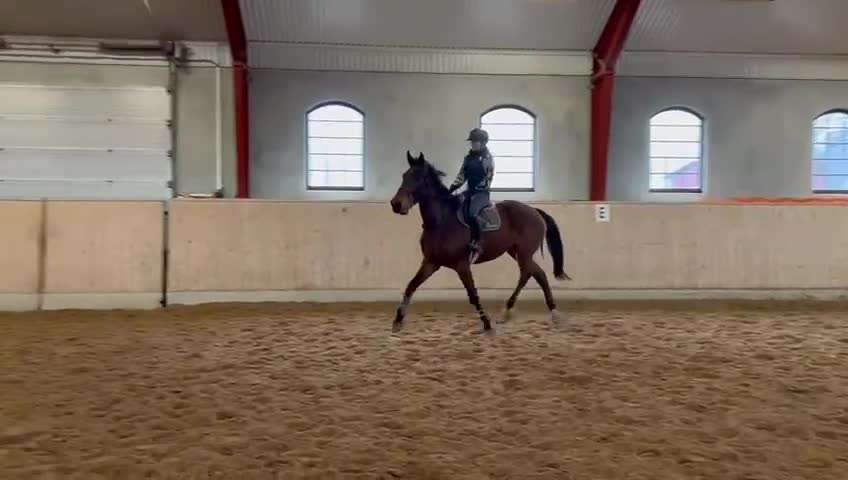 Hoppning hästar till salu: Supertalang för stora klasser i framtiden!  - Video 2