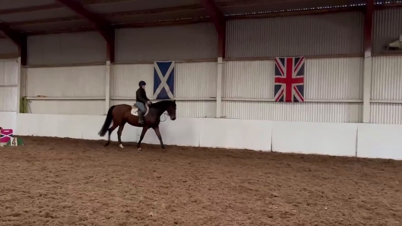 Allround hästar till salu: Supertrevligt och okomplicerat sto!  i Hålta - Video 3