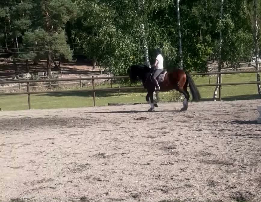  hästservice finnes: privatlektioner på välutbildade hästar  - Video 1