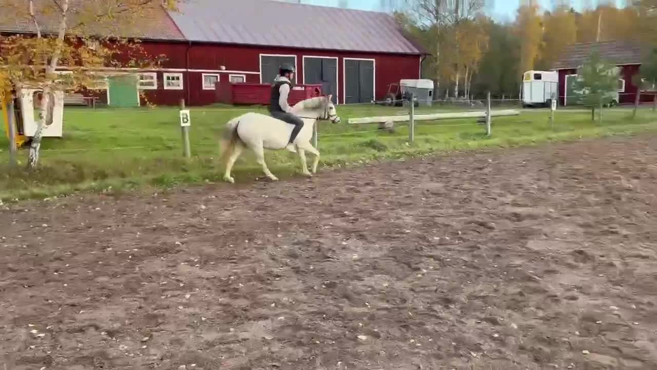 Allround hästar till salu: Charmig men även envis ponny - Video 3