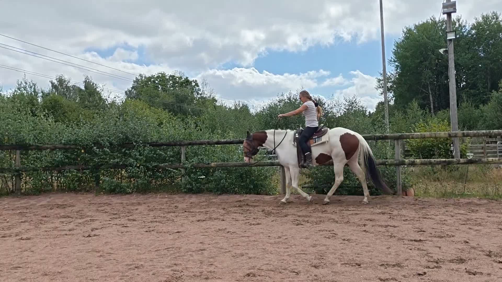 Western hästar till salu: Positiv och arbetsvillig 7-åriging - Video 2