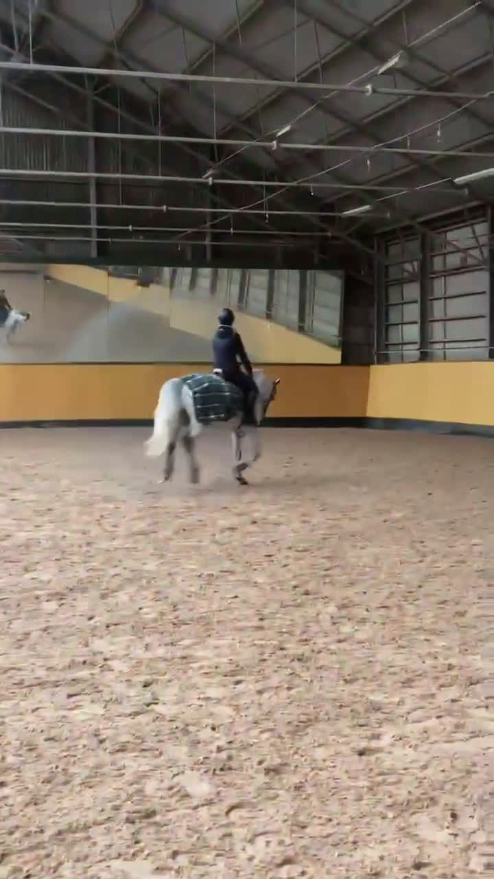 Allround hästar till salu: 🌟 Underbar D-ponny till salu – 12 år, valack,  🌟 i Höllviken - Video 4