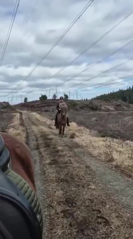 Island hästar till salu: Sto född 2012, passande mor/dotter, supersnäll i Sätila - Video 1