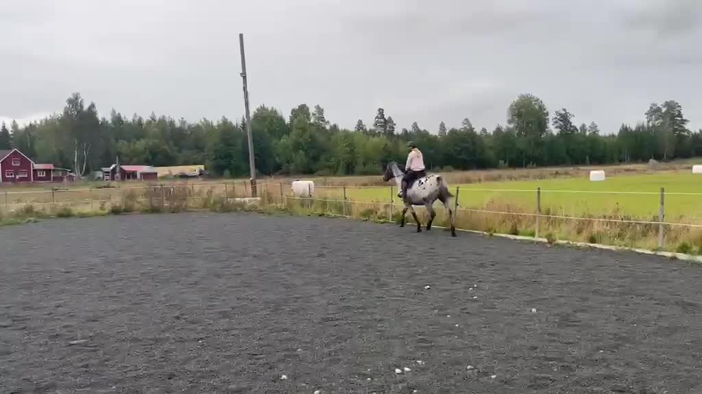 Allround hästar till salu: Vackert sto som passar för de flesta grenar - Video 2