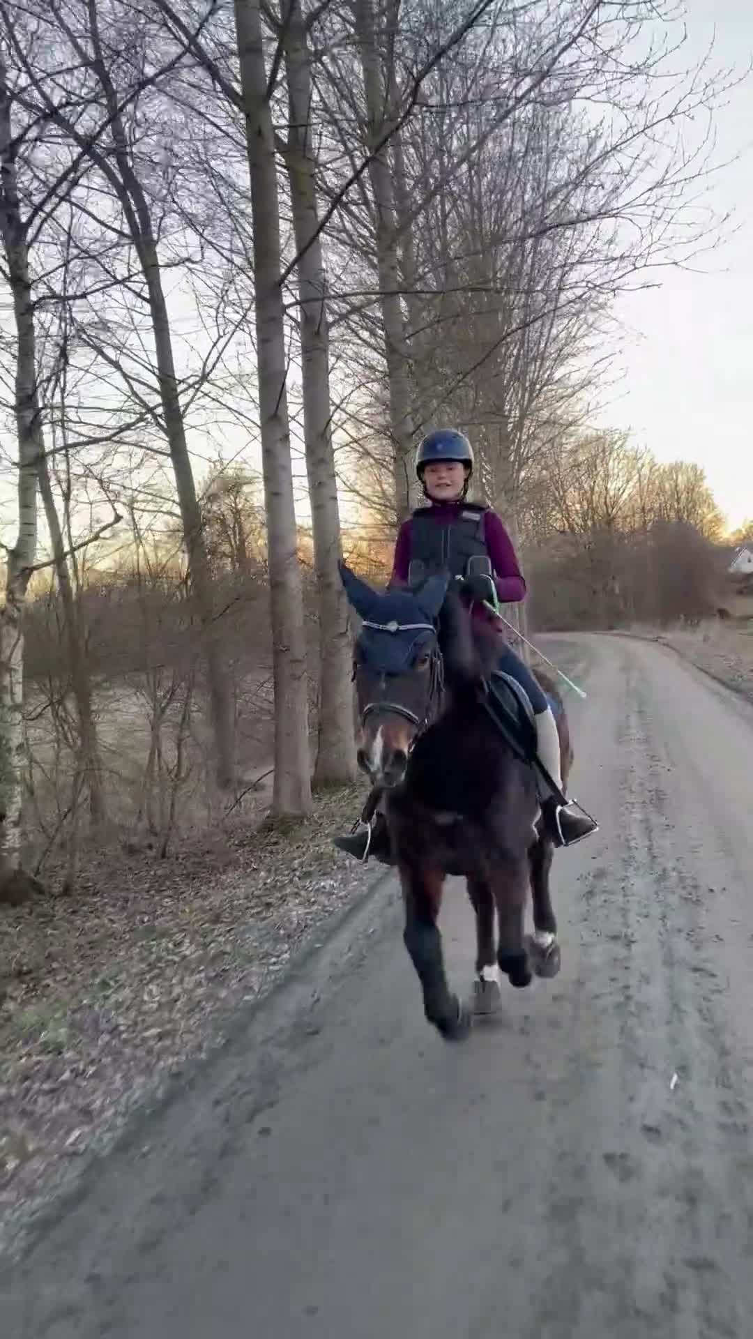 Sällskap hästar till salu: Inez söker fodervärd i Hästveda - Video 2