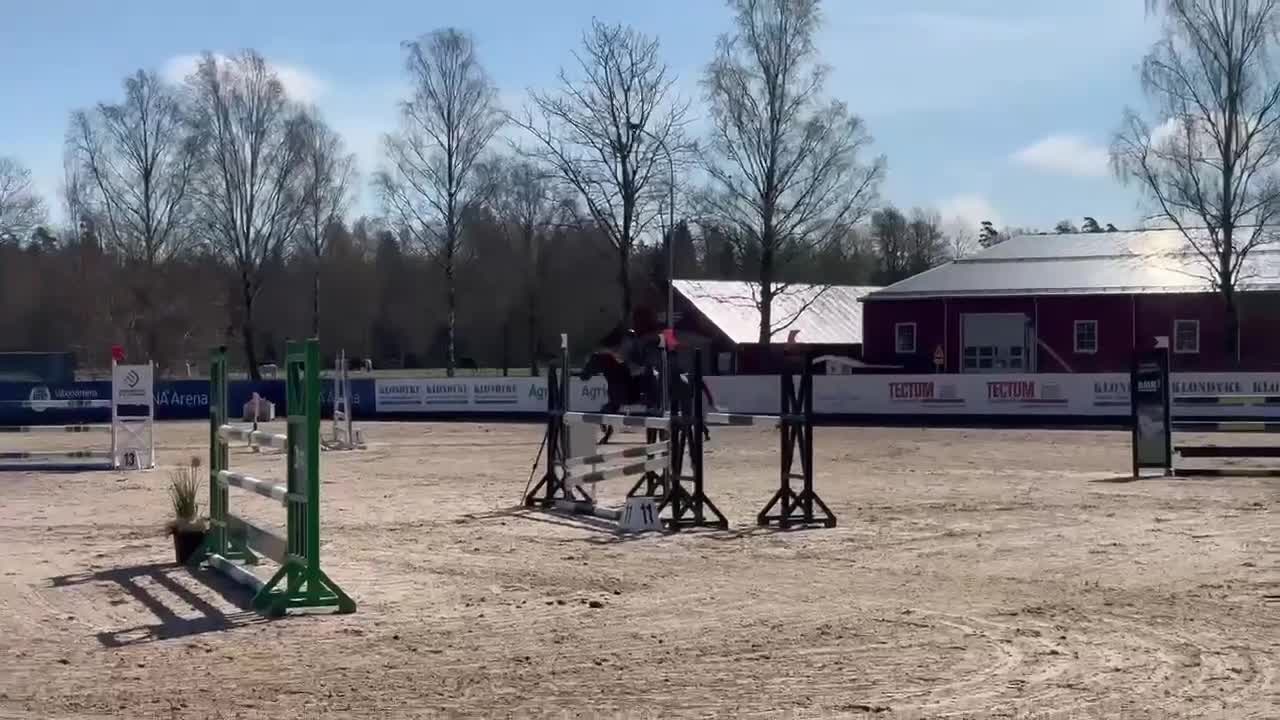 Allround hästar till salu: Fantastisk häst för den som har tiden! - Video 2