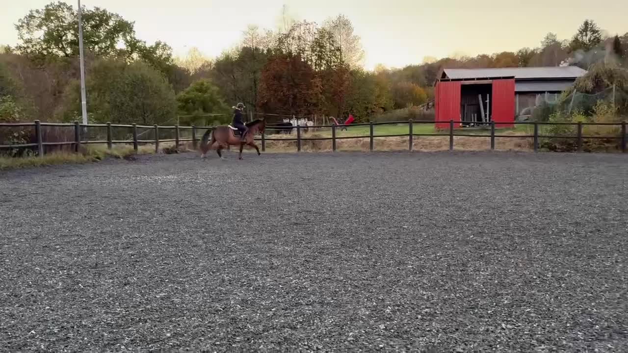 Allround hästar till salu: Ponny med stort hjärta❤️ - Video 3