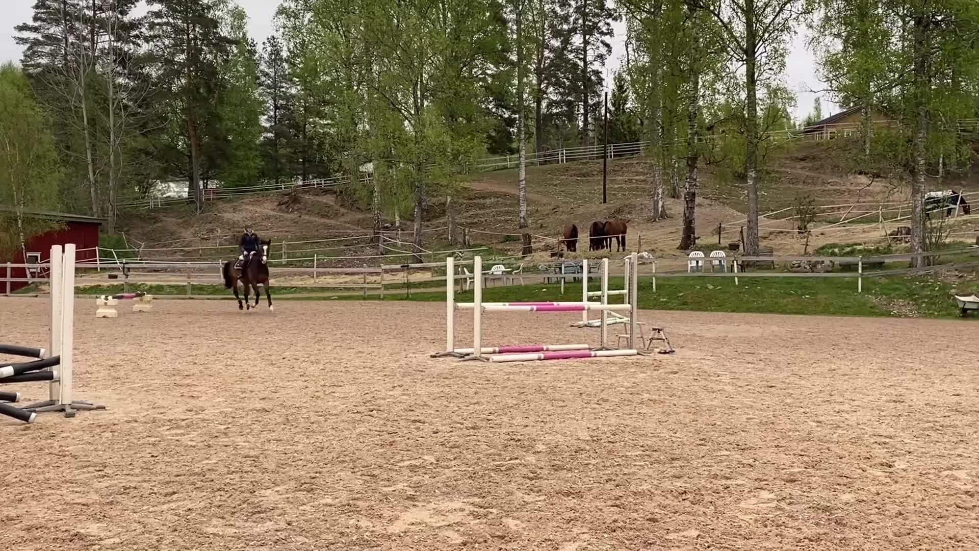 Allround hästar till salu: SWB valack söker rutinerad ryttare  - Video 1