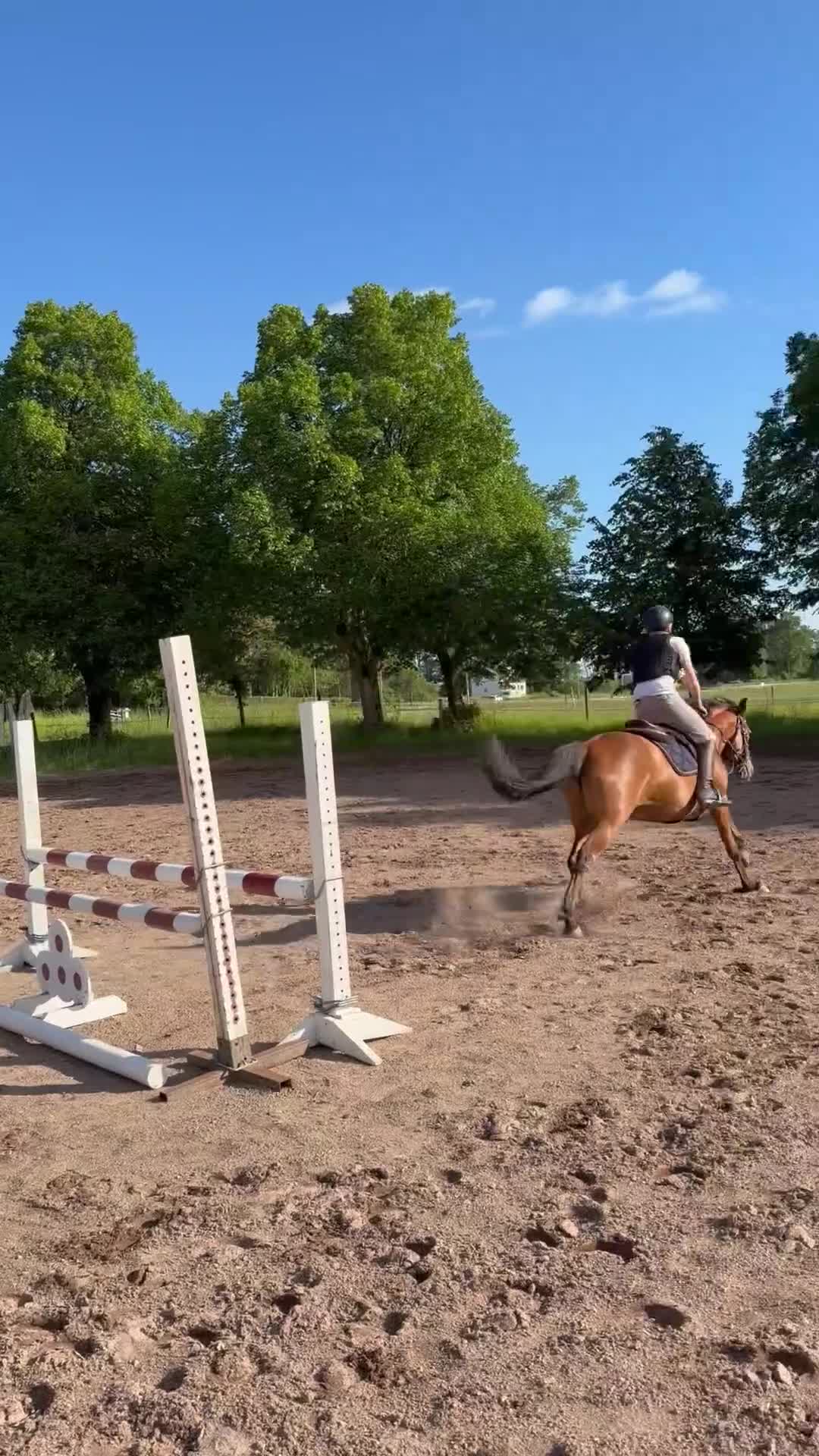 Hoppning hästar till salu: Lovande ungponny - Video 1