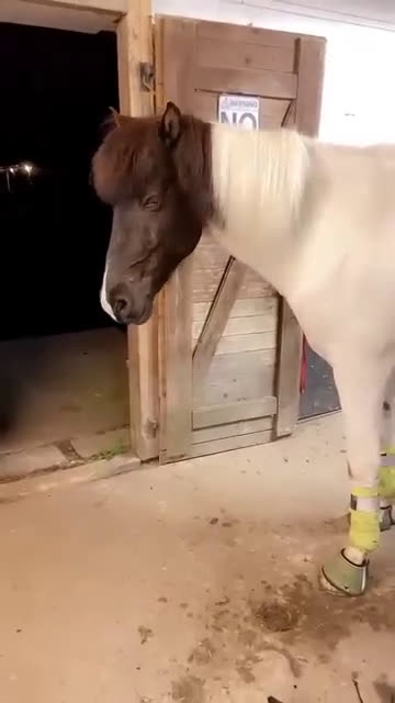 Island hästar till salu: Stor, 90% bombsäker, viktbärande valack i Degerfors - Video 2