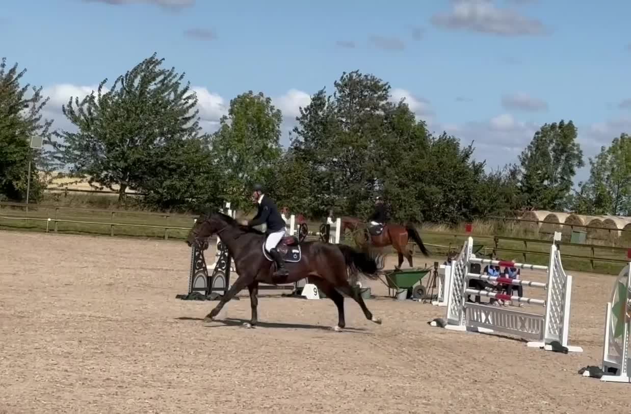 Hoppning hästar till salu: Trevlig häst för de stora klasserna - Video 3