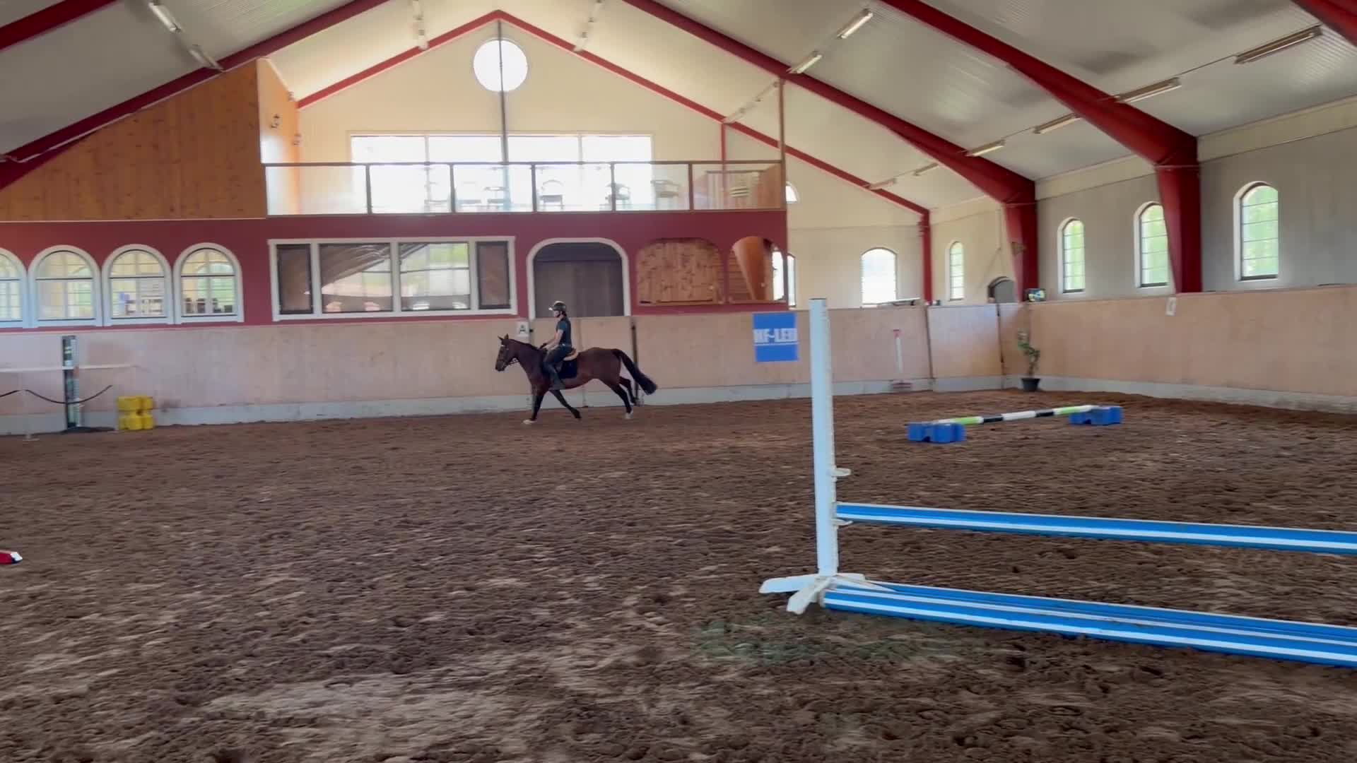 Allround hästar till salu: Connemara valack 🐴 - Video 3