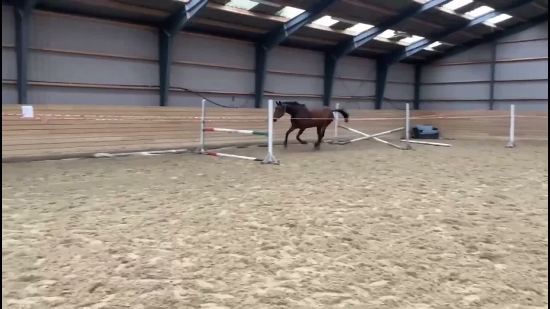 Hoppning hästar till salu: EXCEPTIONELL 7-ÅRIG HOPPHÄST - Video 1