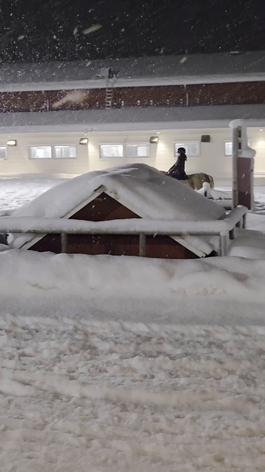 Allround hästar till salu: B-ponny sto - Video 3