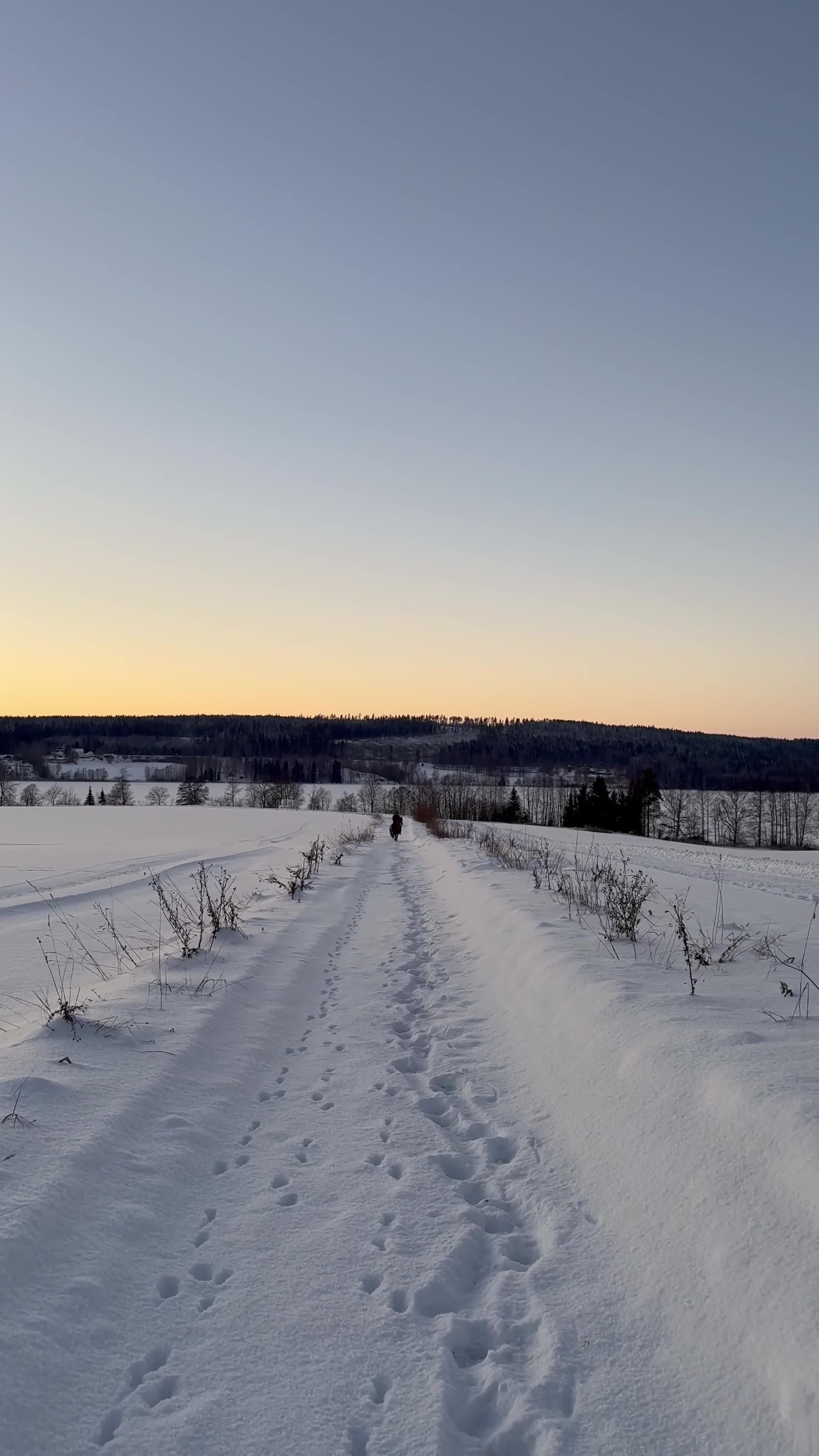 Allround hästar till salu: Världens snällaste gotlandsruss  i Nora - Video 3