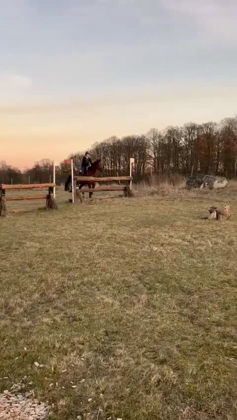 Fälttävlan hästar till salu: Fälttävlanshäst i Flyinge - Video 2