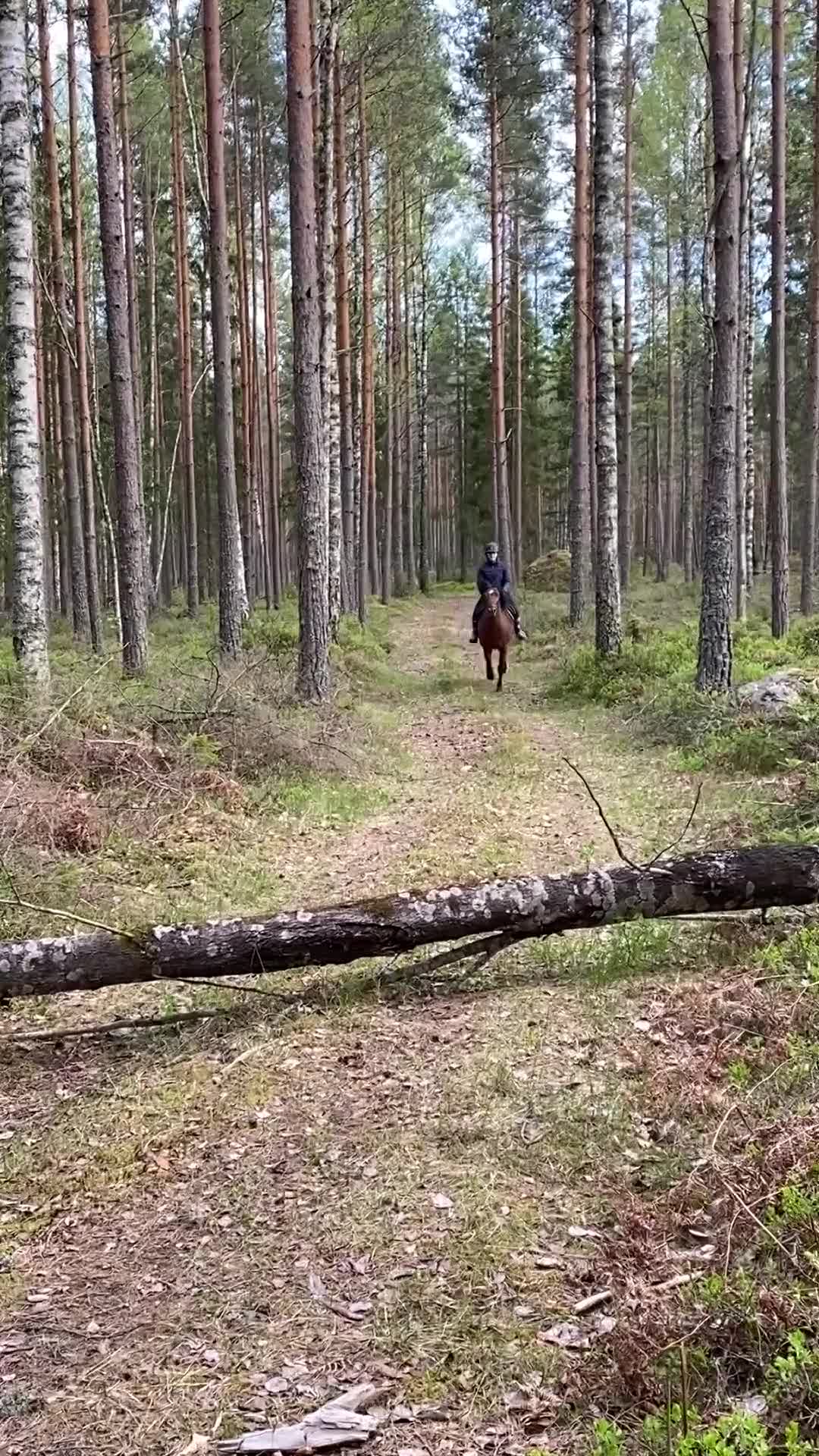 Allround hästar till salu: Skogsmulle och kompis i Ervalla - Video 2