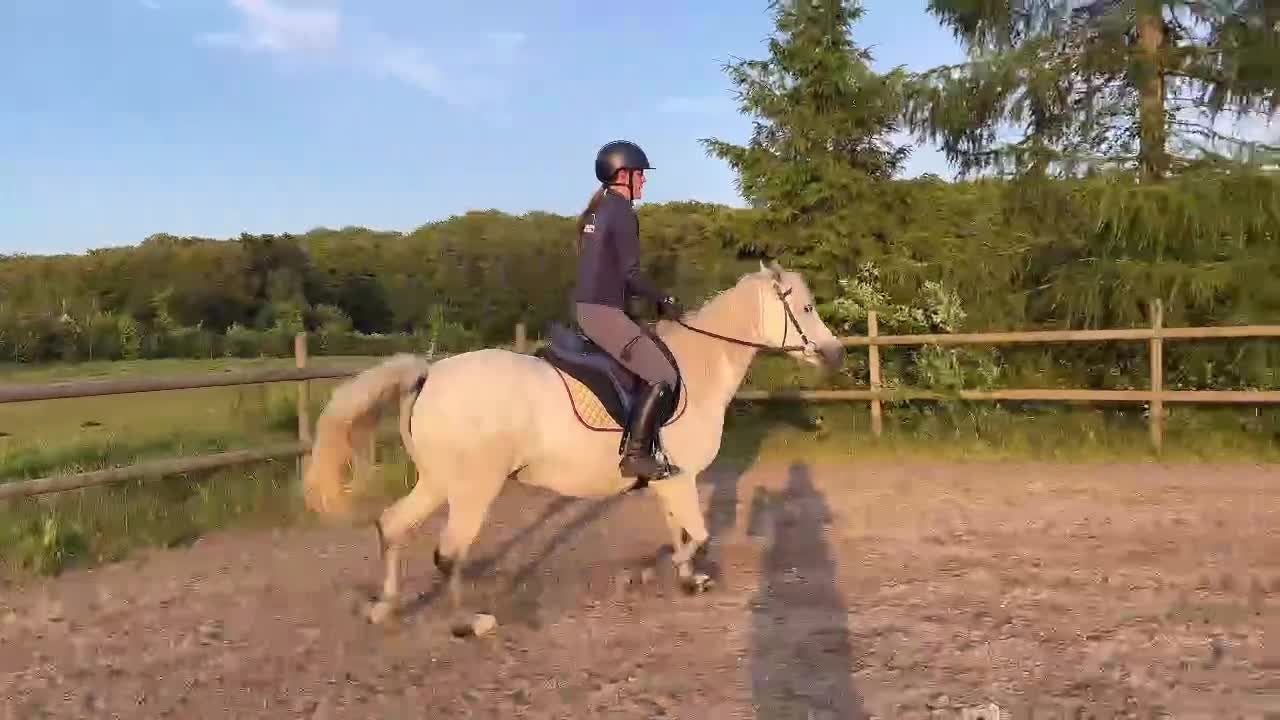 Allround hästar till salu: Fin ponny med hopptalang  - Video 1