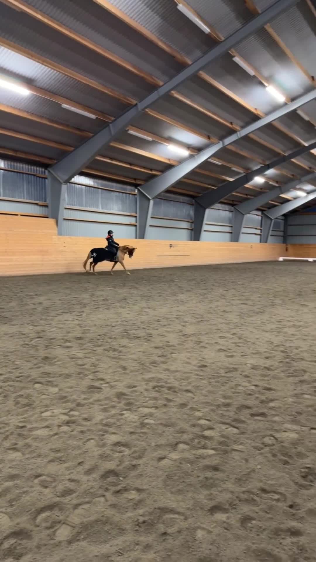 Dressyr hästar till salu: B ponny med SM kval  - Video 4