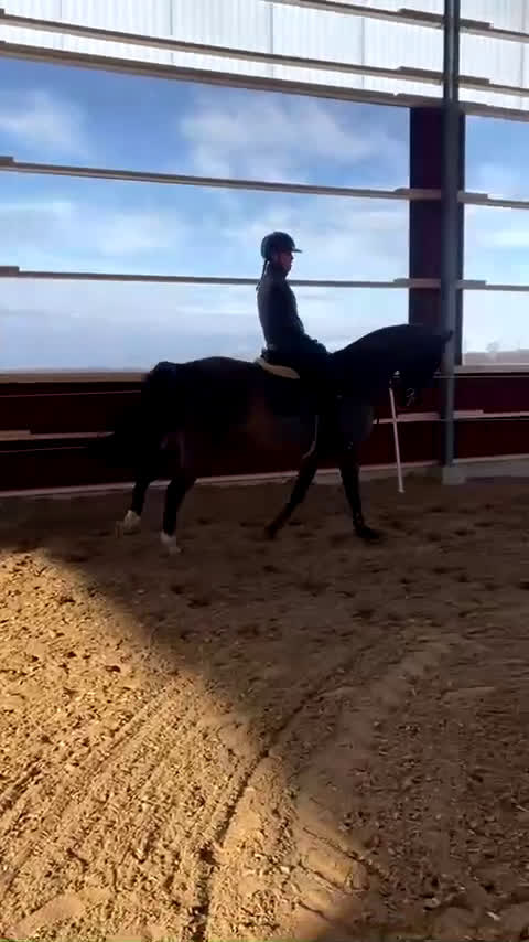 Allround hästar till salu: Snygg Valack Tillsalu - Video 1