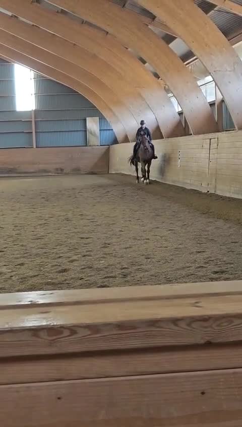 Allround hästar till salu: Snäll gentleman/hobbyhäst - Video 1